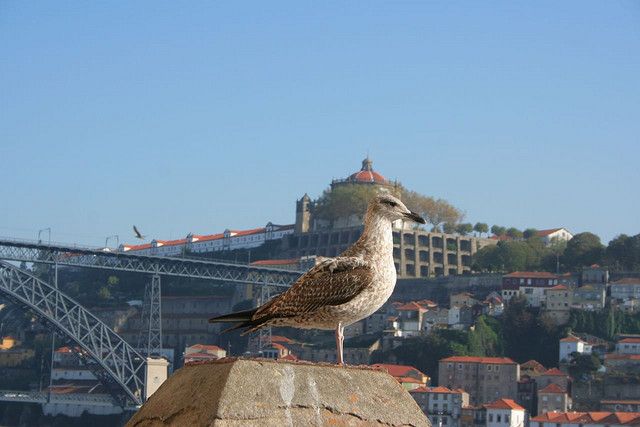 seagull-porto